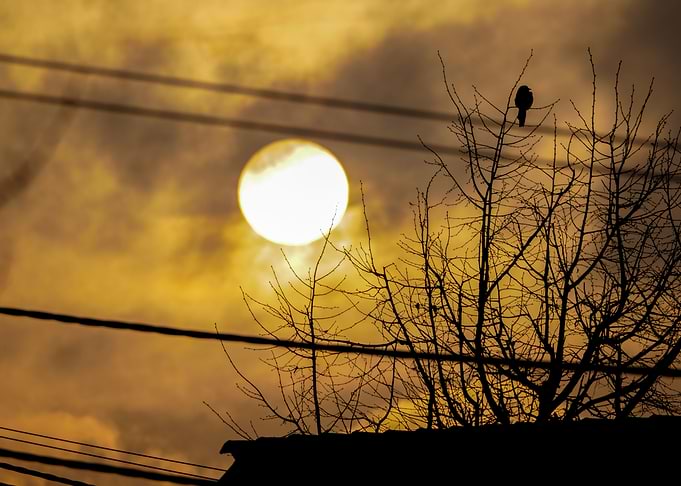 Early Bird in the Sunrise
