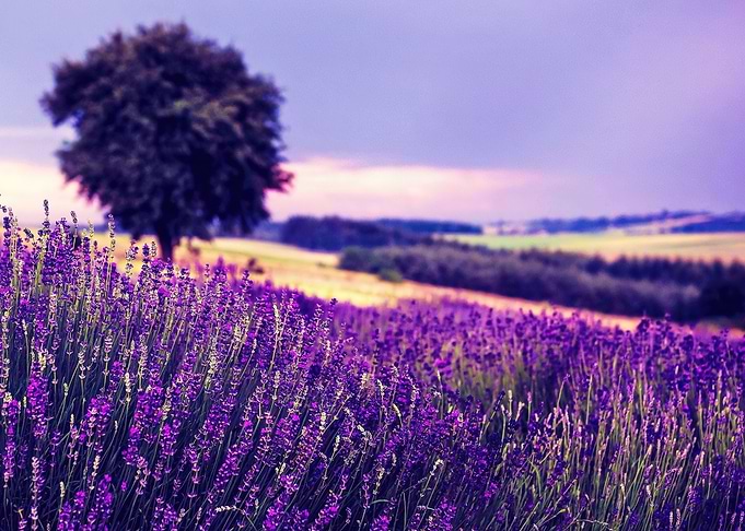Flowers of Poland