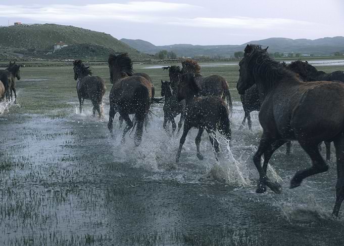 Real photo crossing