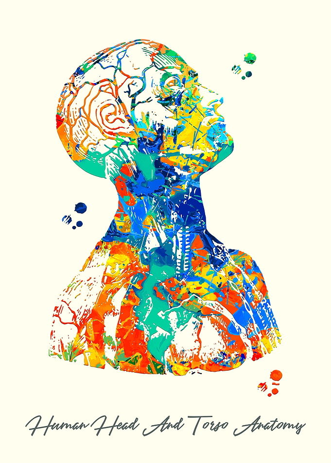 Human Head And Torso