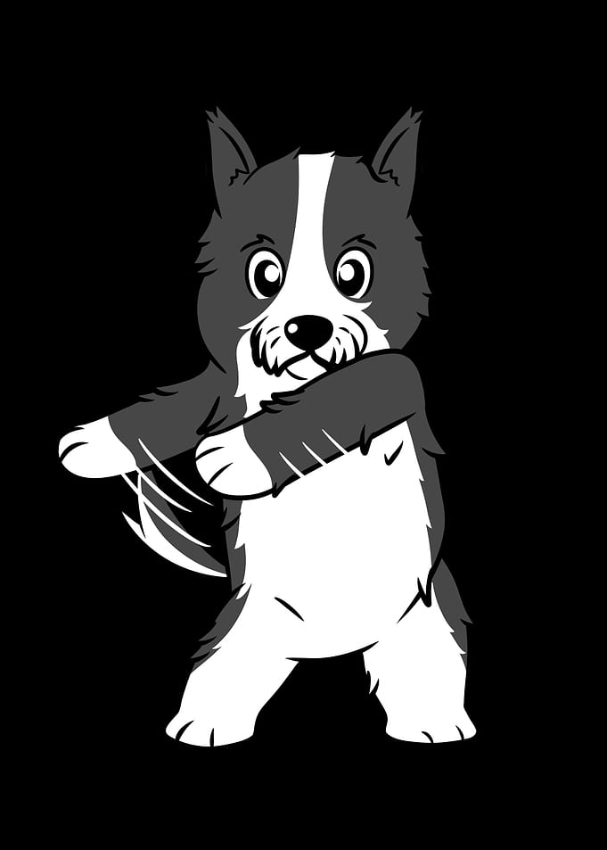 Border Collie Flossing