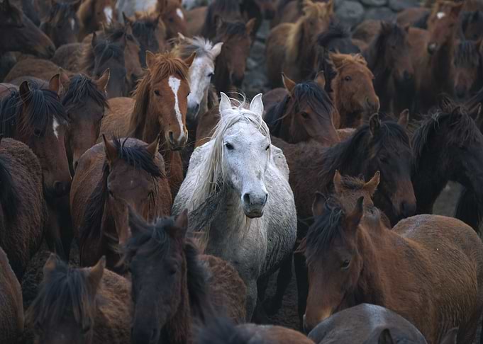 White horse