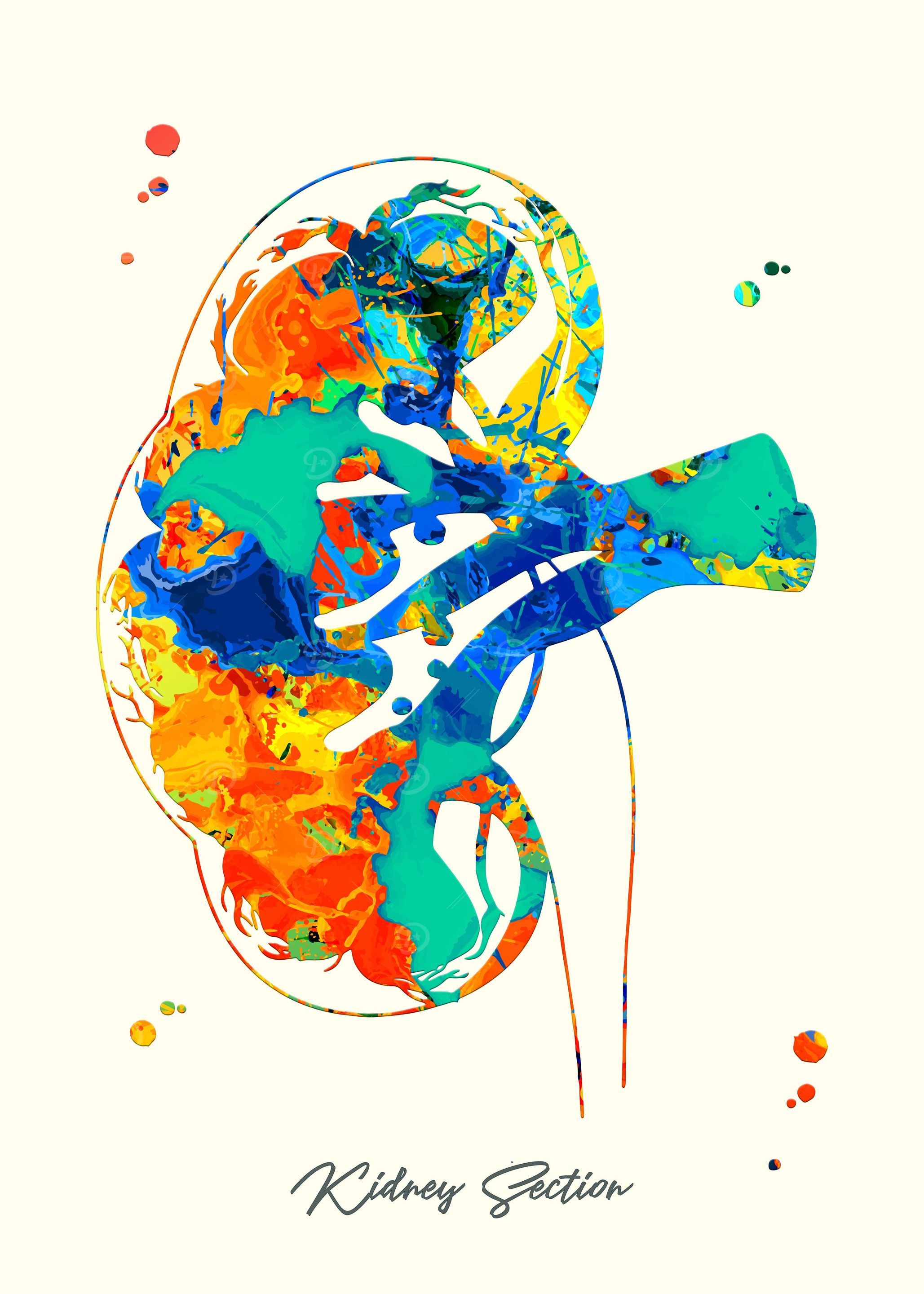 Kidney Section