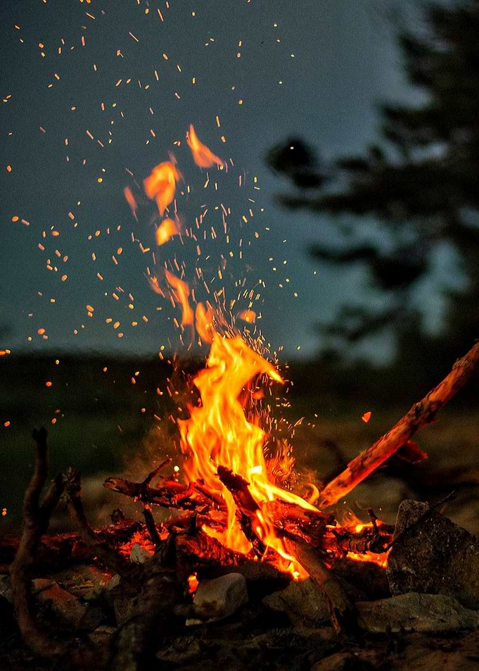Fire Forest