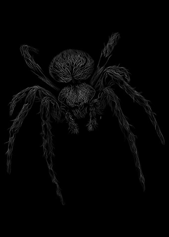 072 Spider