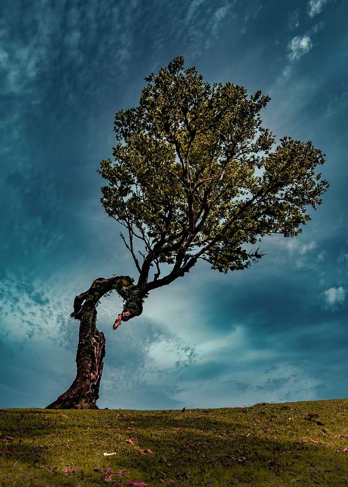 The tree