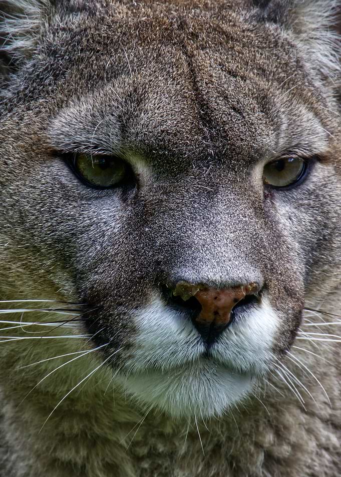 Puma Portrait
