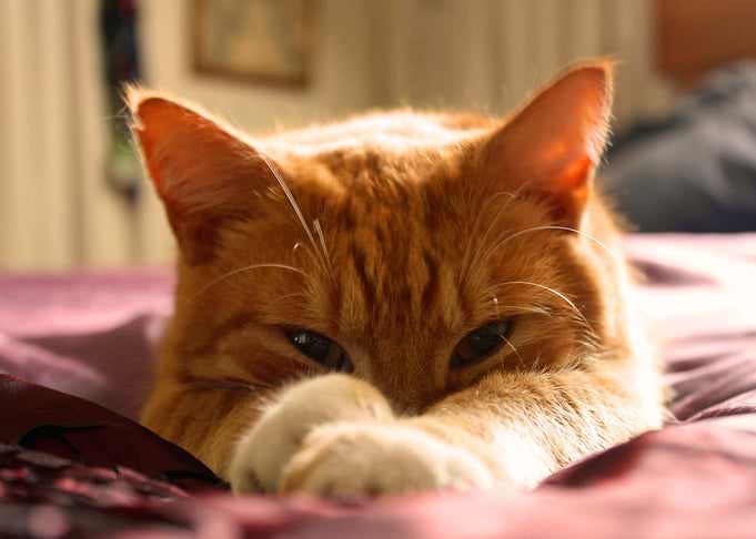 Cute Kitty