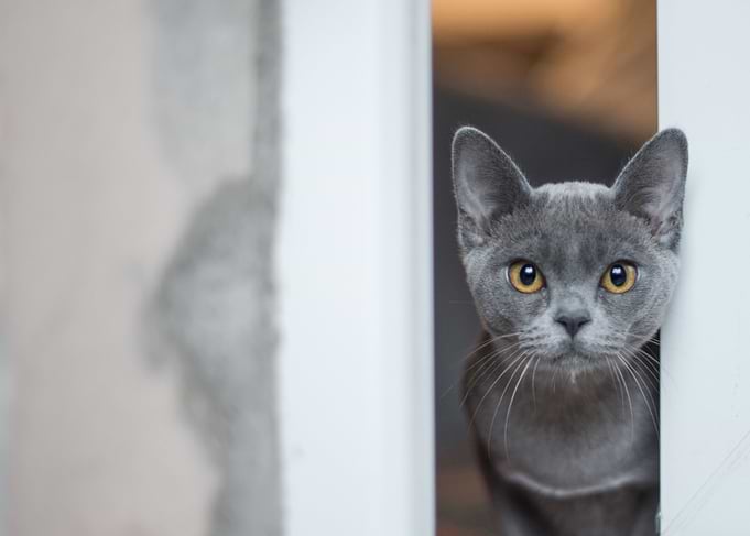 cute spying cat