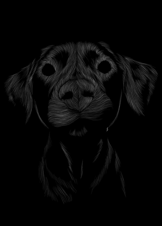 039 Dog