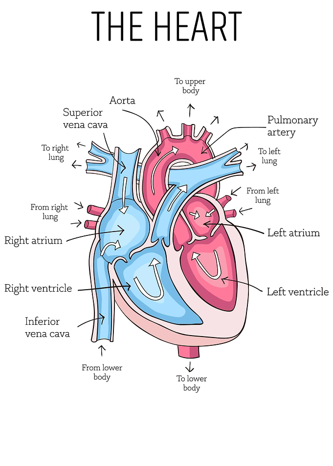 Heart Anatomy