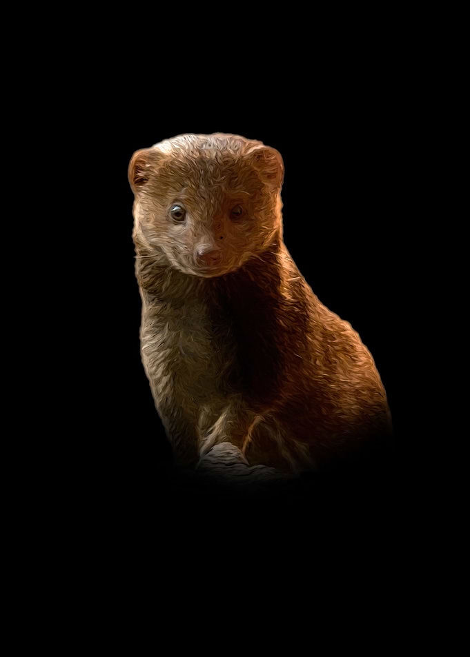 Mongoose