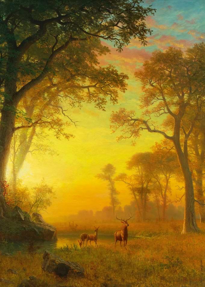 Light in the Forest