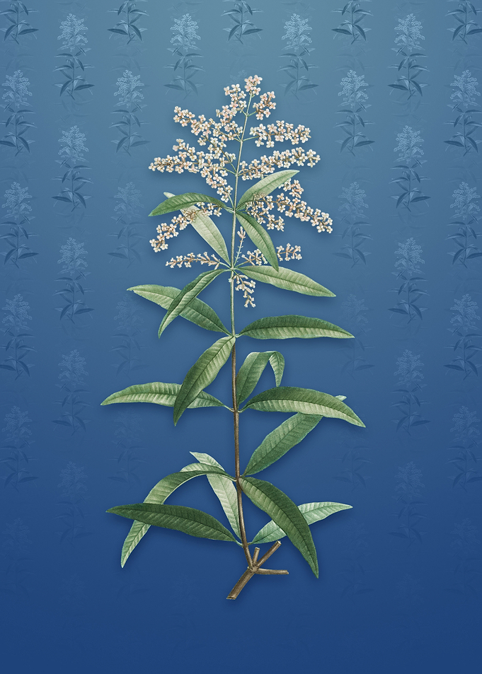 Vintage Lemon Verbena