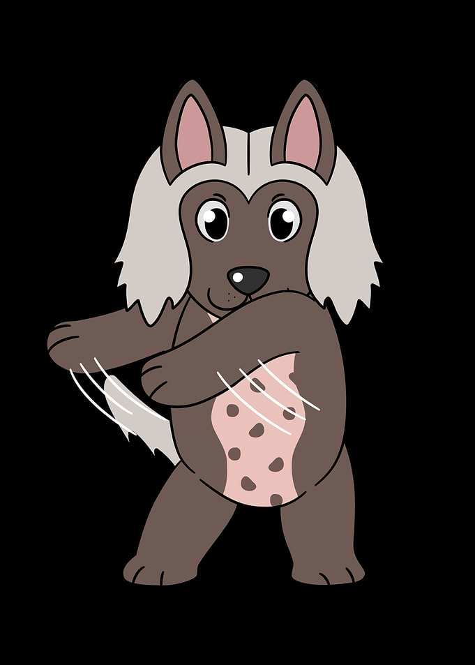 Chinese Crested Flossing
