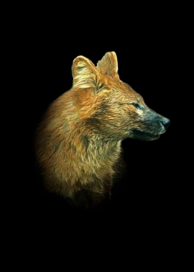 Asian wild dog