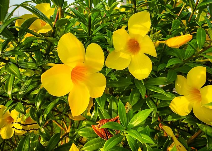 yellow flower with green