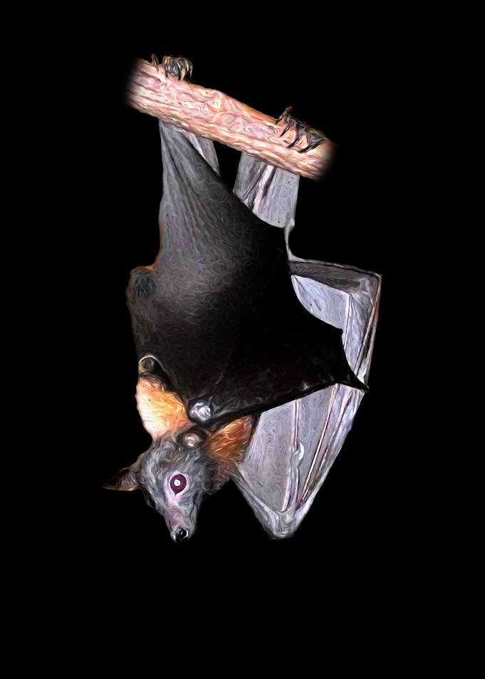 Flying fox