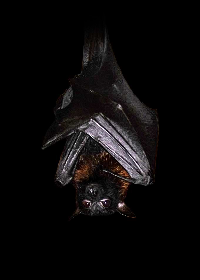 Flying fox