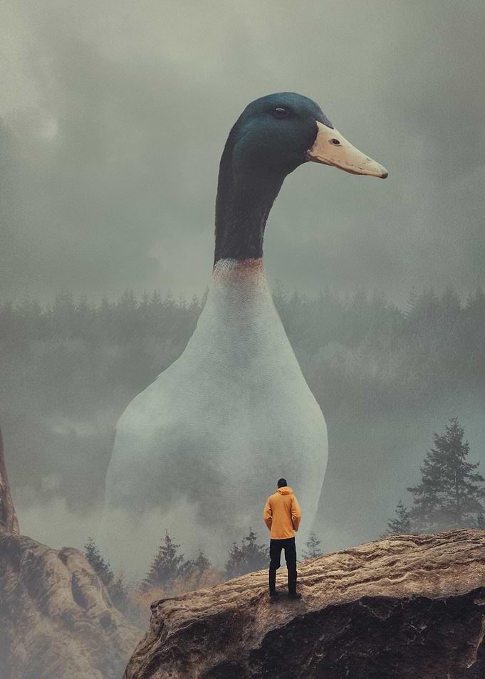Guardian Mallard