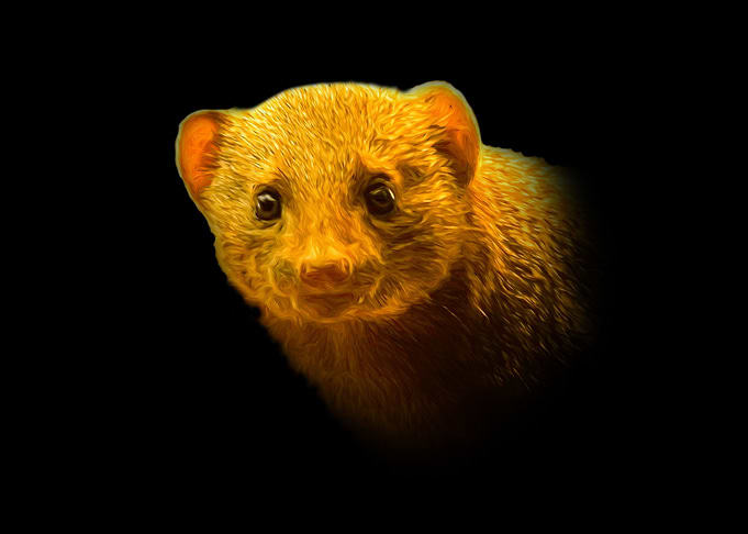 Mongoose