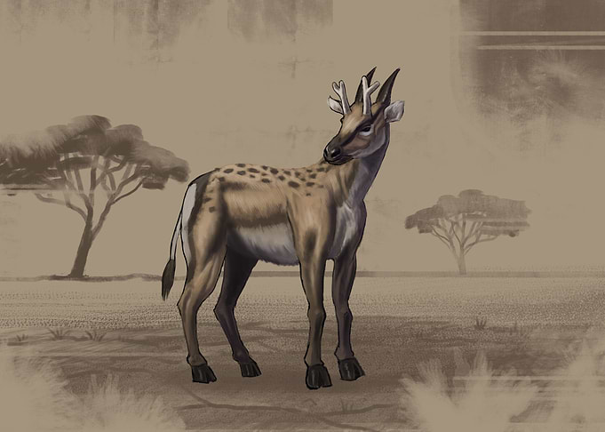 Cranioceras