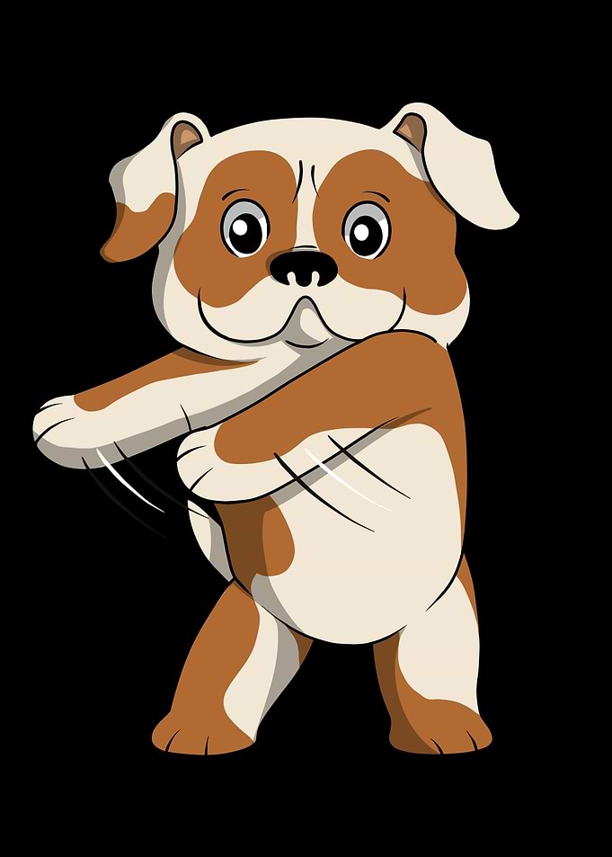 English Bulldog Flossing