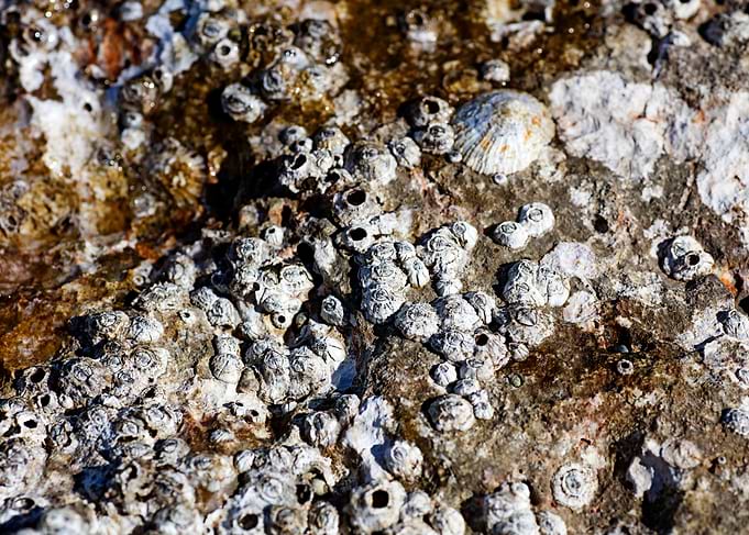 Sea summer rocks close up