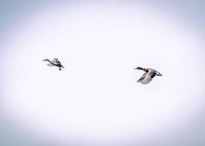 Duck chase