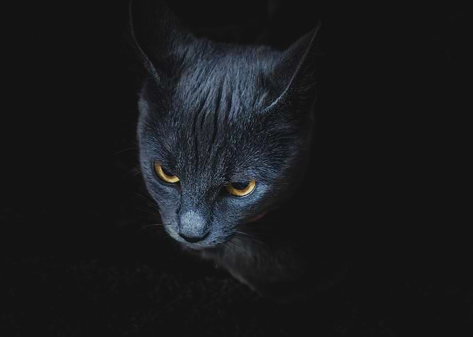 cat black aim