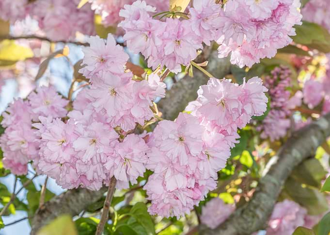 Blossom in sunshine