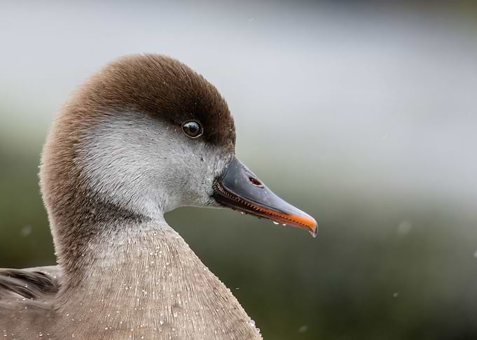 Lady Duck