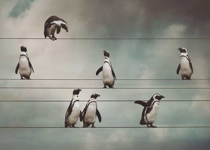 Penguins on the Line