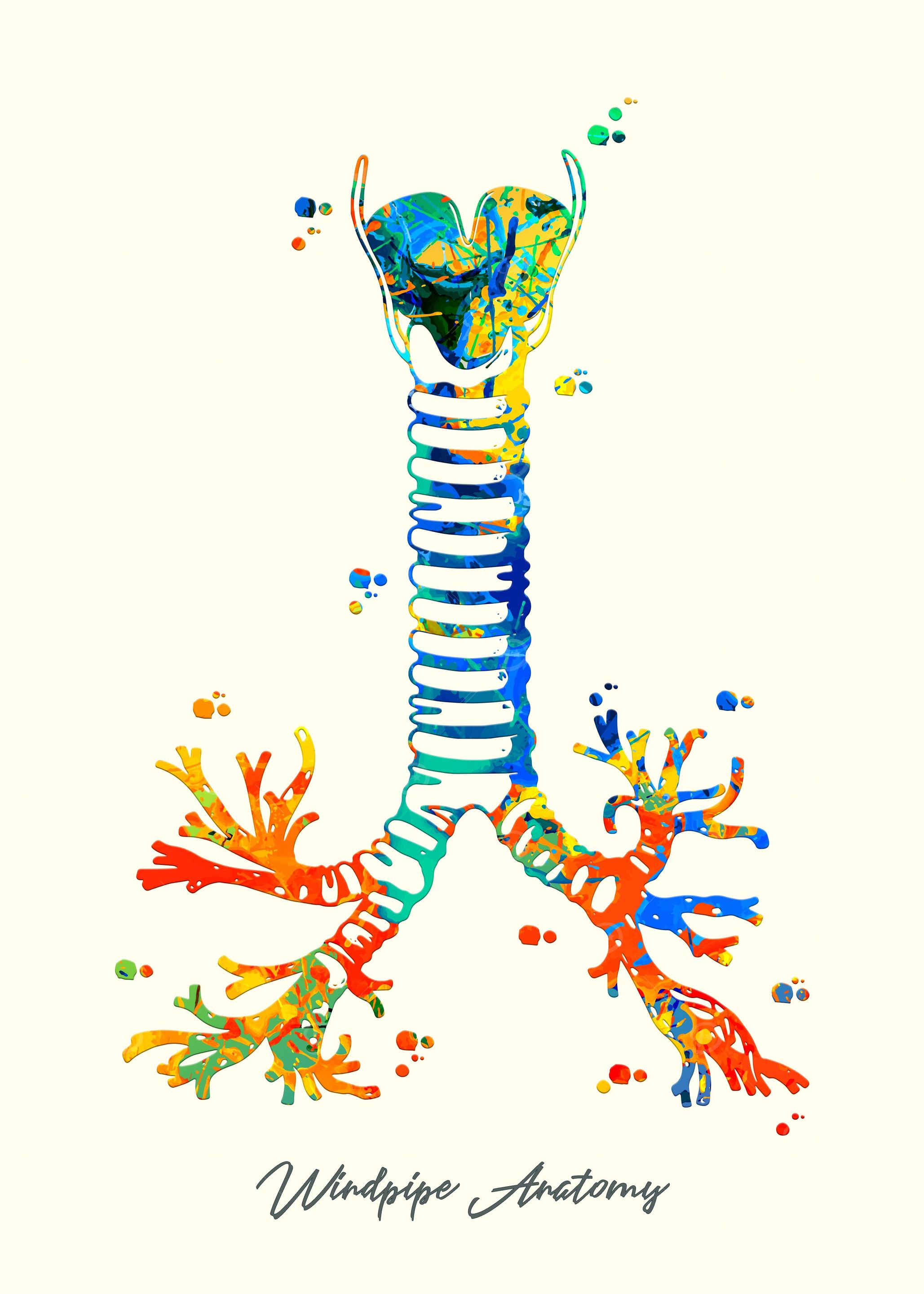 Windpipe Anatomy