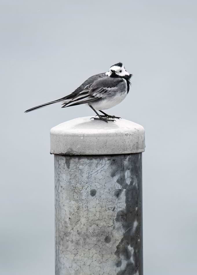 Tiny bird I