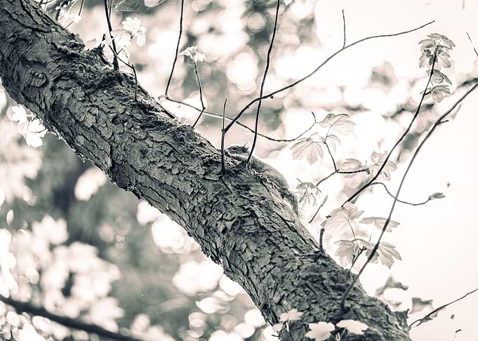 Squirrel in tree
