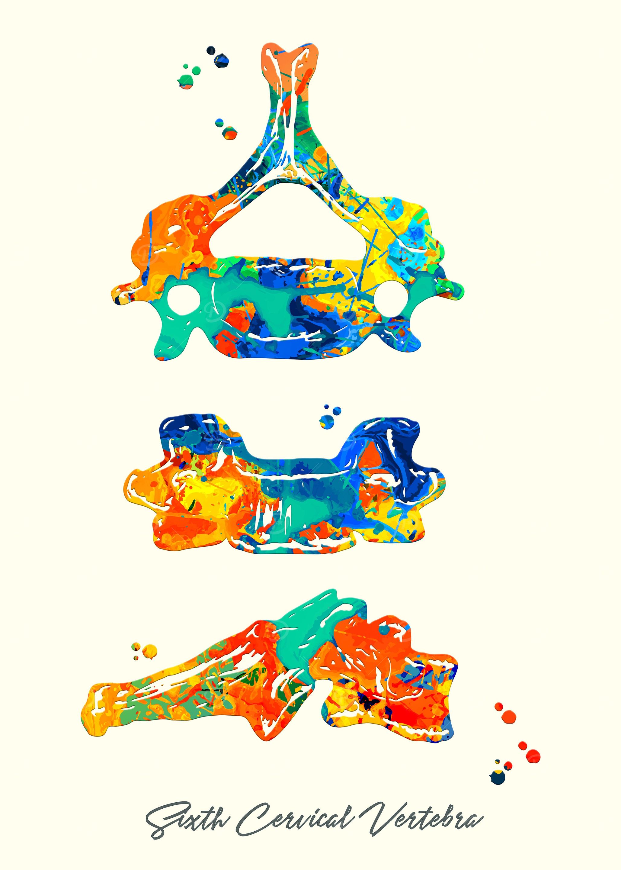 Sixth Cervical Vertebra