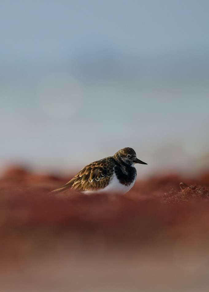 Rudy turnstone