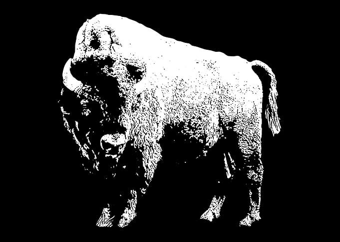 Bison American Bison