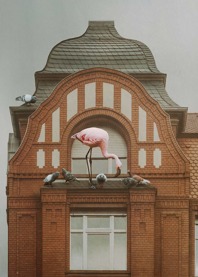 Flamingo on the Roof