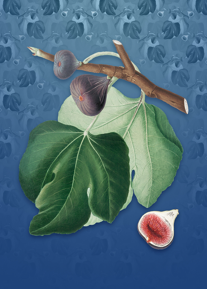 Black Fig on Bahama Blue