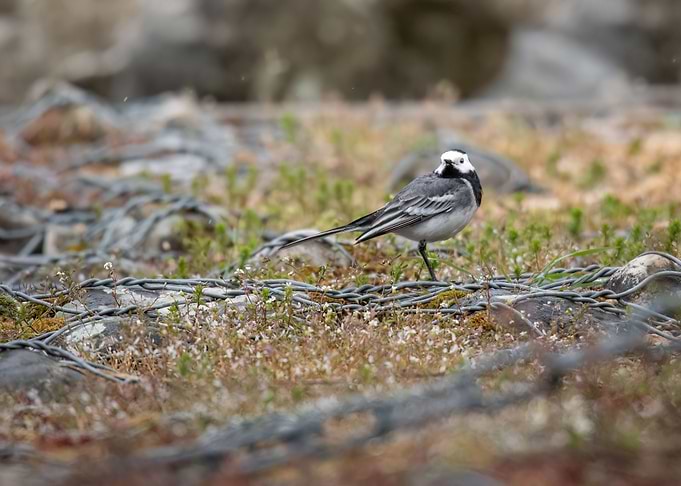 Tiny bird II
