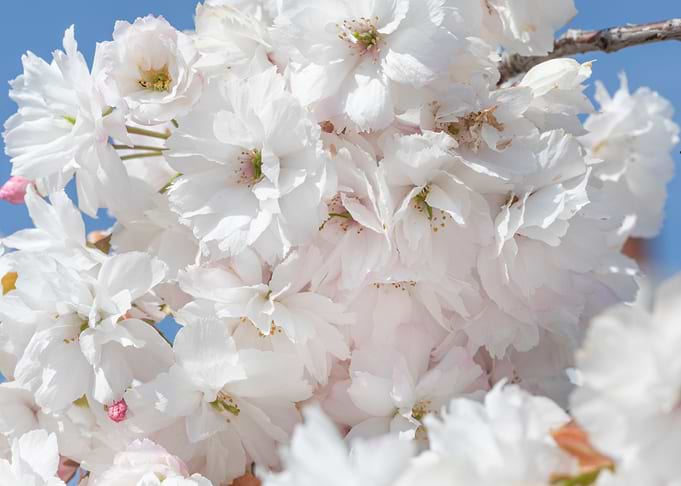 White Blossoms