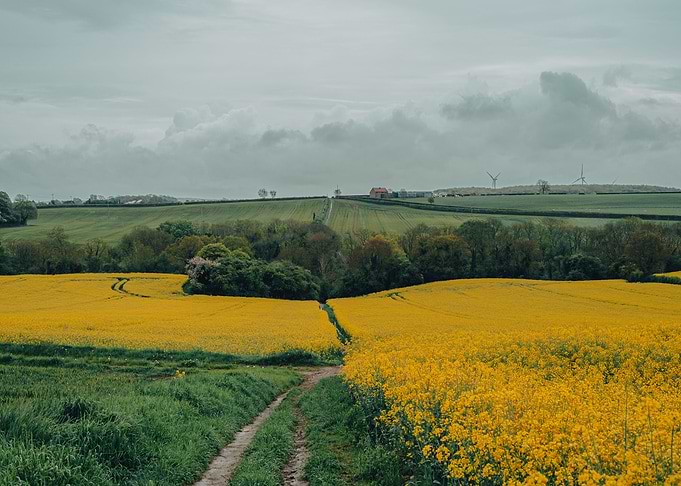 Golden Fields in Spring
