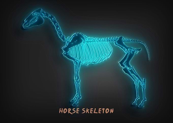 Horse Skeleton