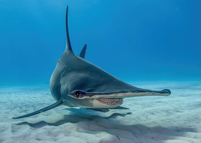 Hammerhead Hangout