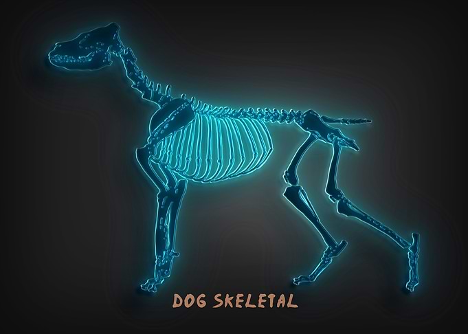 Dog skeletal