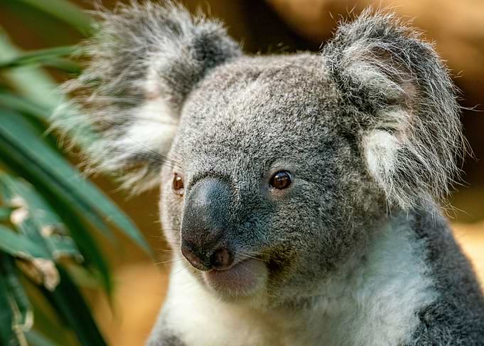 Koala Haven