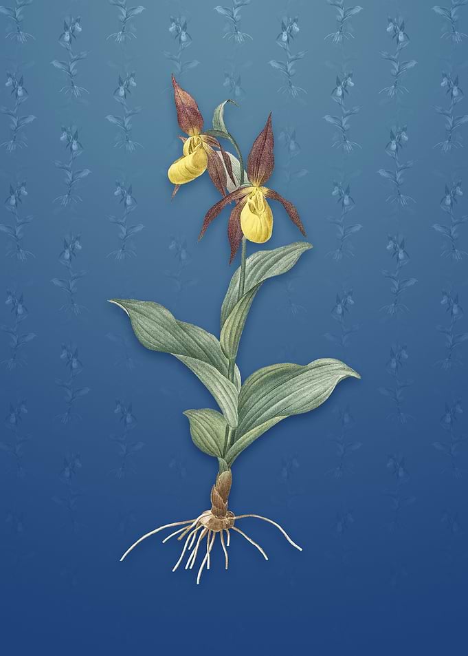 Ladys Slipper Orchid