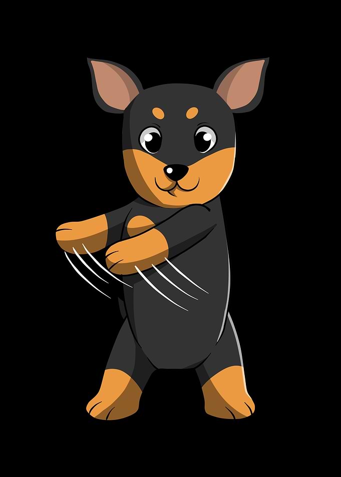 Min Pin Dog Flossing
